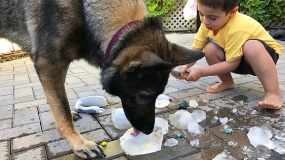 Ice Excavation Activity Dog Licking