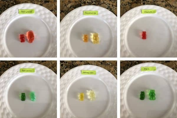 Gummy-Bear-Experiment-Results