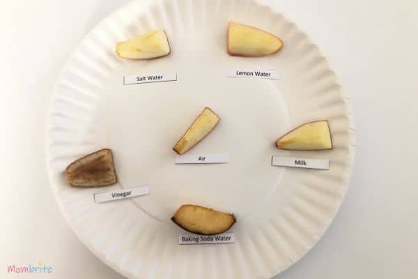 Apple Oxidation Experiment 5 Hours