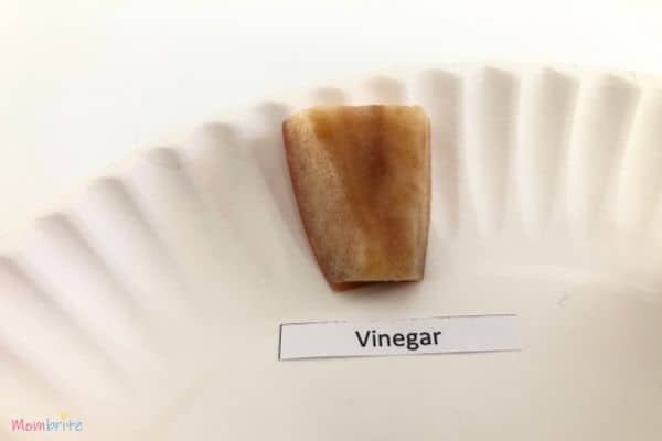 Apple Oxidation Experiment Vinegar