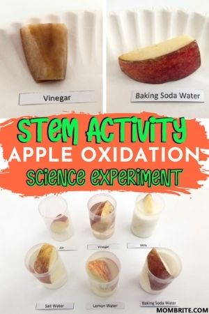 Apple Rotting Experiment Apple Oxidation Science Experiment Free Apple Rotting Experiment Apple Oxidation Science Experiment Free