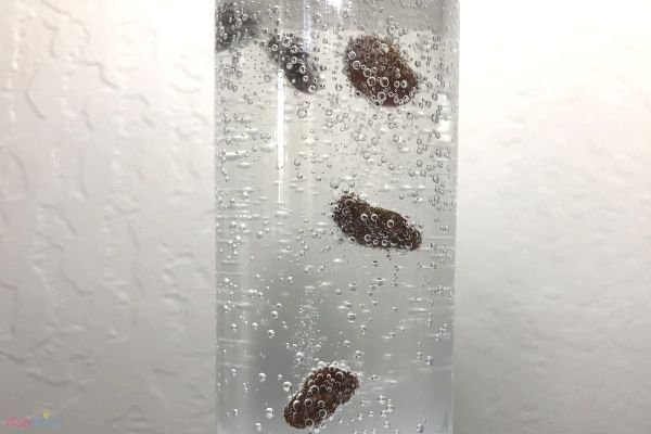 Dancing-Raisins-Experiment-1