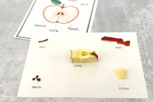 Parts of an Apple Parts with Worksheet