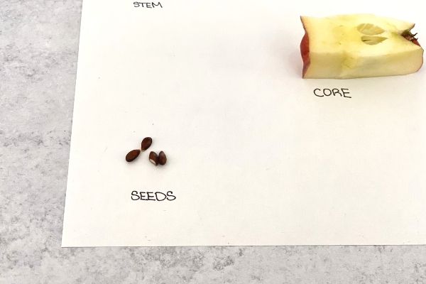 Parts of an Apple Seeds