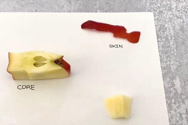 Parts of an Apple Skin