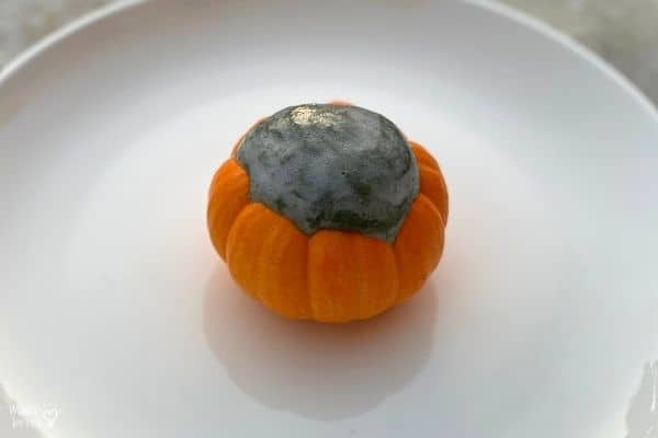 Pumpkin Volcano Black Lava (2)