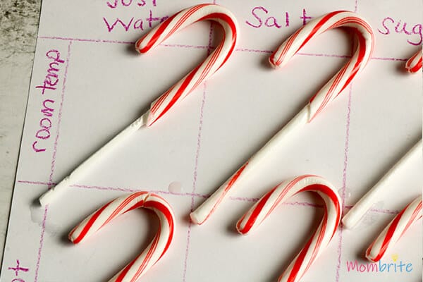 Dissolving Candy Canes used for melting Experiment