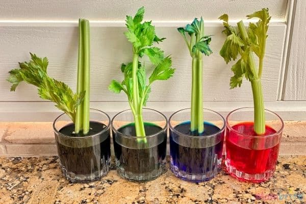 Celery Experiment 24 Hours