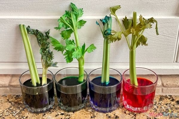 Fun Plant Science Experiments for Kids Celery Experiment Capillary Action