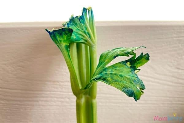 Celery Experiment Blue Leaves (1)