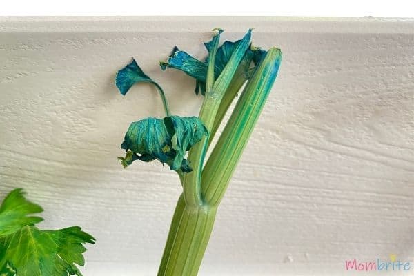 Celery Experiment Blue Leaves