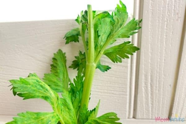 Celery Experiment Green Leaves