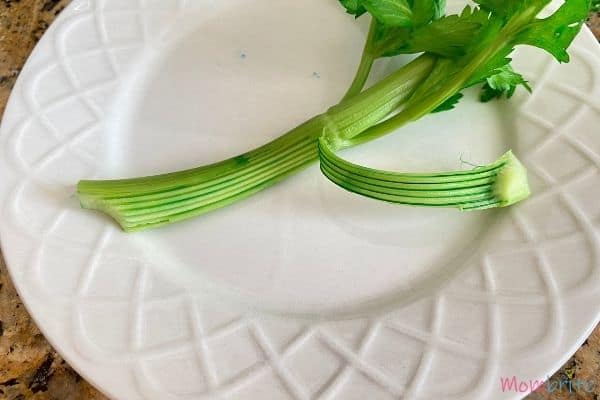 Celery Experiment Green Tubes