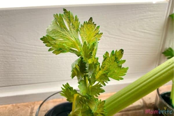 Celery Experiment Purple Leaves