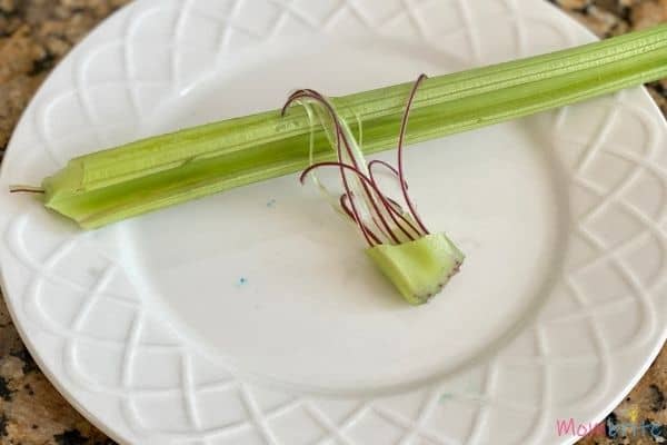 Celery Experiment Purple Tubes