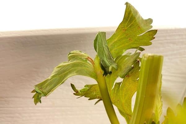 Celery-Experiment-Red-Leaves