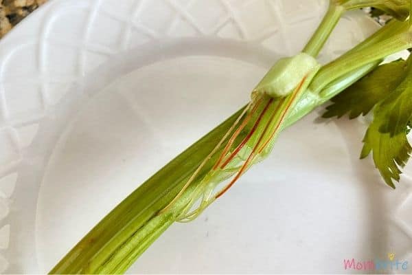 Celery Experiment Tubes (1)