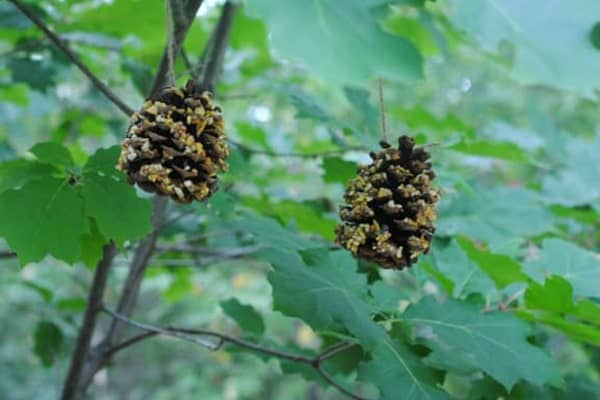 susing pinecones for craft-min