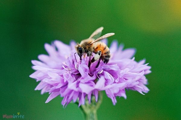 Bee Flower Plant Image