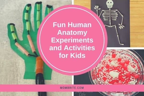 Human Body Activities for Kids