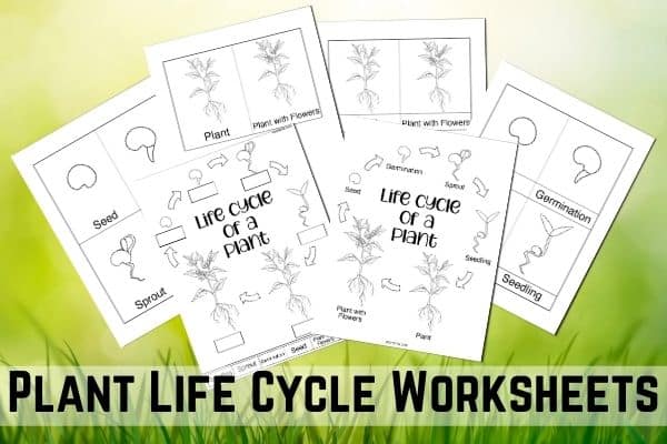 Life Cycle of Plant Worksheets