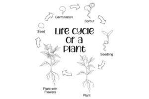 Life Cycle of a Plant