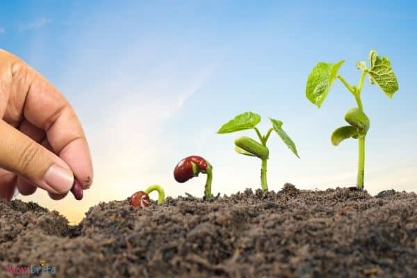 Life Cycle of a Plant Image