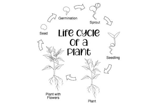 Plant Life Cycle For Kids Free Worksheets Mombrite