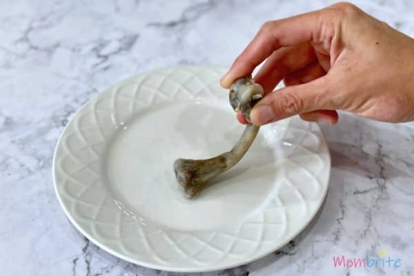 Bone in Vinegar Experiment Bend Bone on Plate