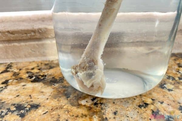 Bone in Vinegar Experiment Setup Closeup