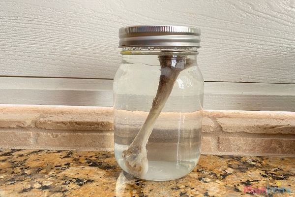 Bone-in-Vinegar-Experiment-Setup.jpg Bone-in-Vinegar-Experiment-Setup.jpg