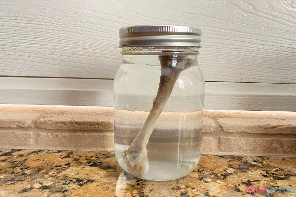 Bone in Vinegar Experiment Setup