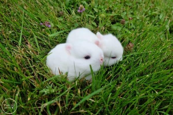 Bunny Life Cycle Kits