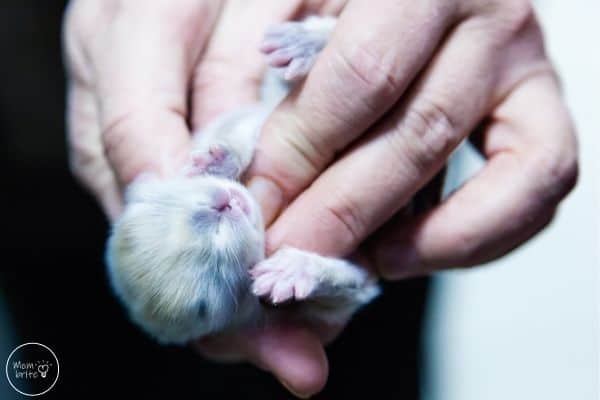 Bunny Life Cycle Newborn