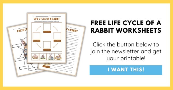 Free Life Cycle of a Rabbit Worksheets Opt-In
