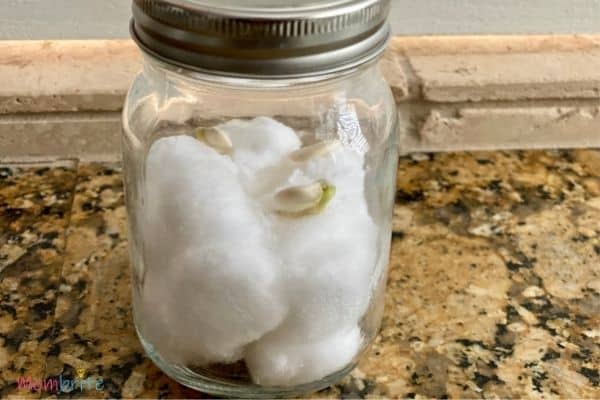 Growing Seeds in Cotton Balls Germinate