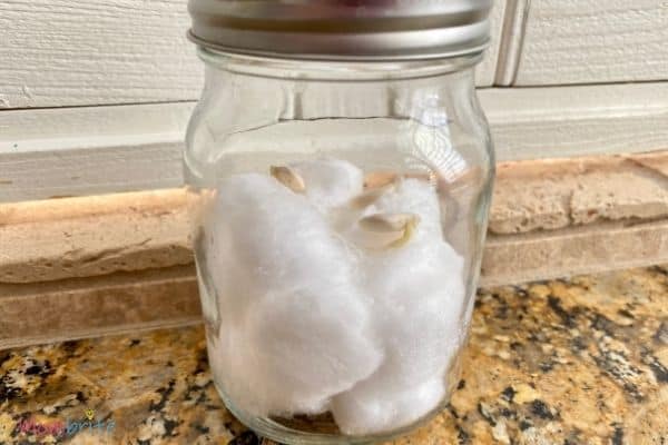 Growing Seeds in Cotton Balls Green House