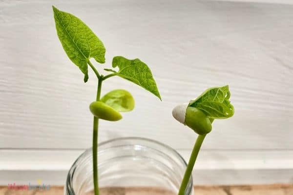 Growing Seeds in Cotton Balls Grow Leaves 1