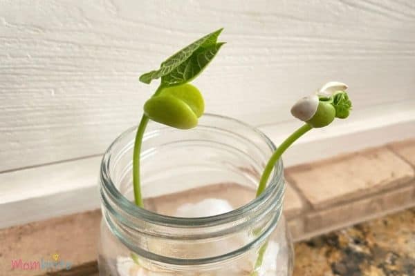 Growing Seeds in Cotton Balls Grow Leaves