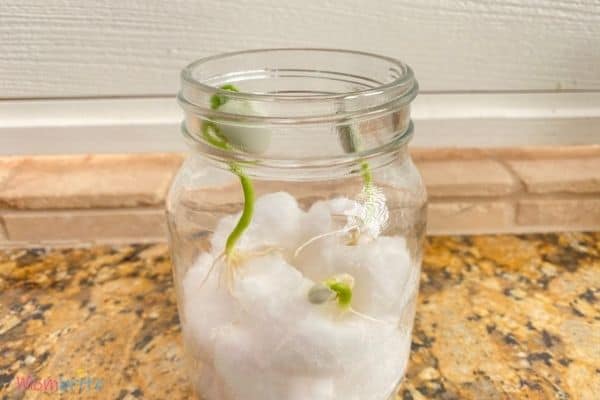 Growing Seeds in Cotton Balls Grow Stem