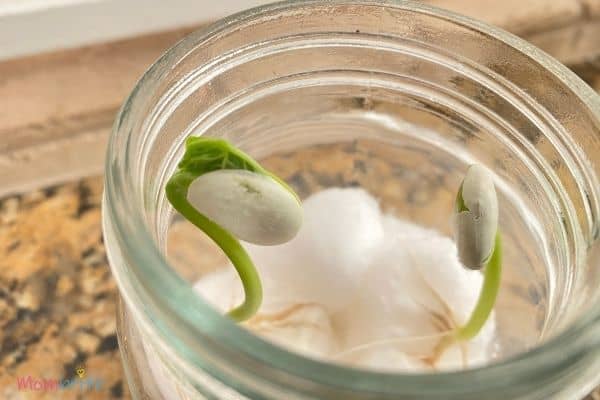 Growing Seeds in Cotton Balls Leaves Break Out of Shell