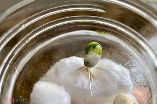 Growing Seeds in Cotton Balls Shed Shell