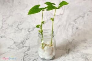 Growing Seeds in Cotton Balls at Home