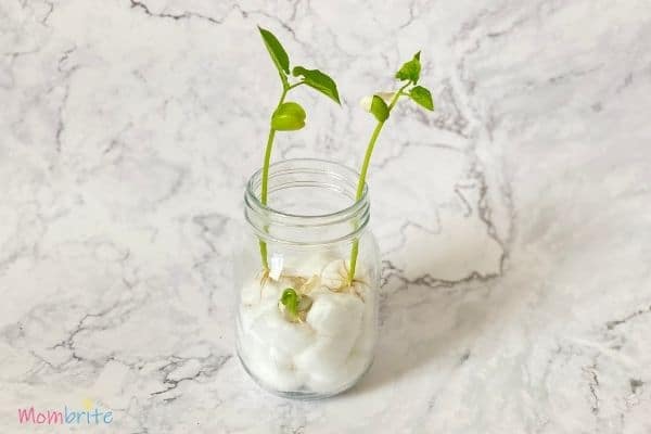 Growing Seeds in Cotton Balls