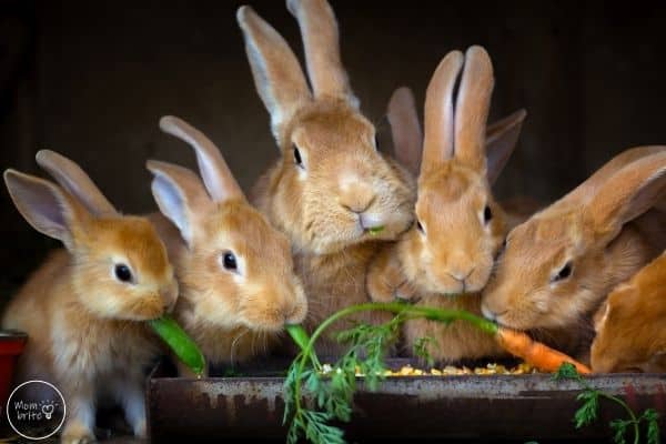 Diagram Life Cycle Of A Rabbit