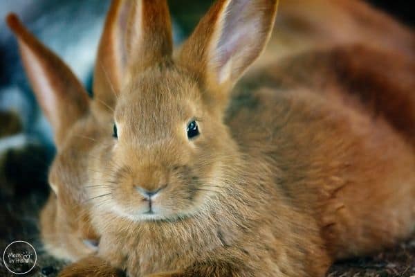 Rabbit Life Cycle Adult Rabbit