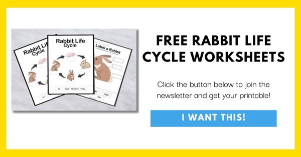 Rabbit Life Cycle Worksheets Opt-In