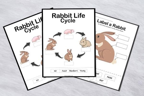 Rabbit Life Cycle Worksheets