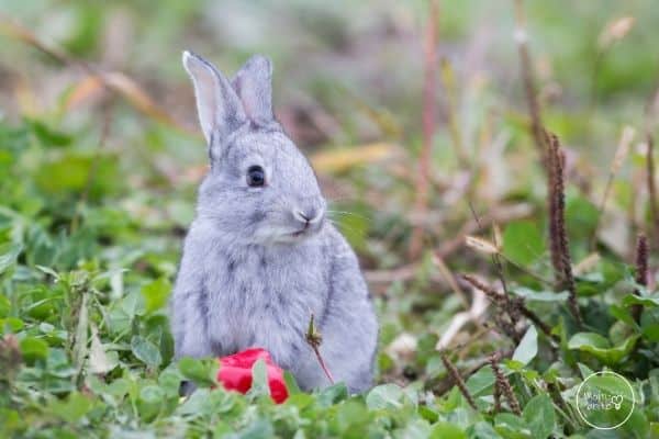 Rabbit Life Cycle Young Rabbit