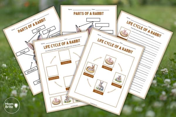 free printable life cycle of a rabbit for kids
